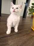 Кошка домашний пол:женский
