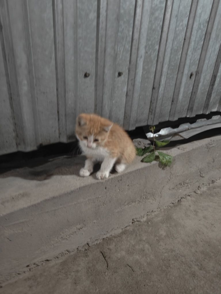 Бесплатно котята
