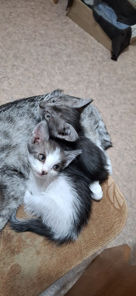 Отдам котят в добрые руки