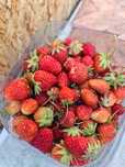 Продам клубнику от 1-20литр