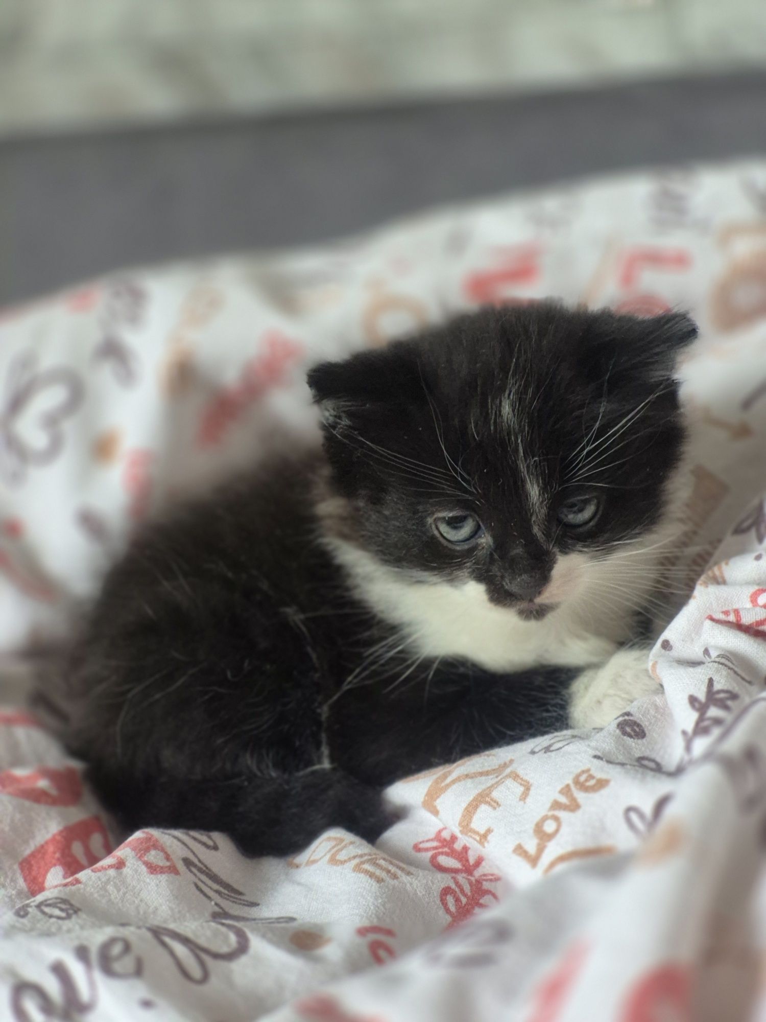 Отдаём котят в добрые руки