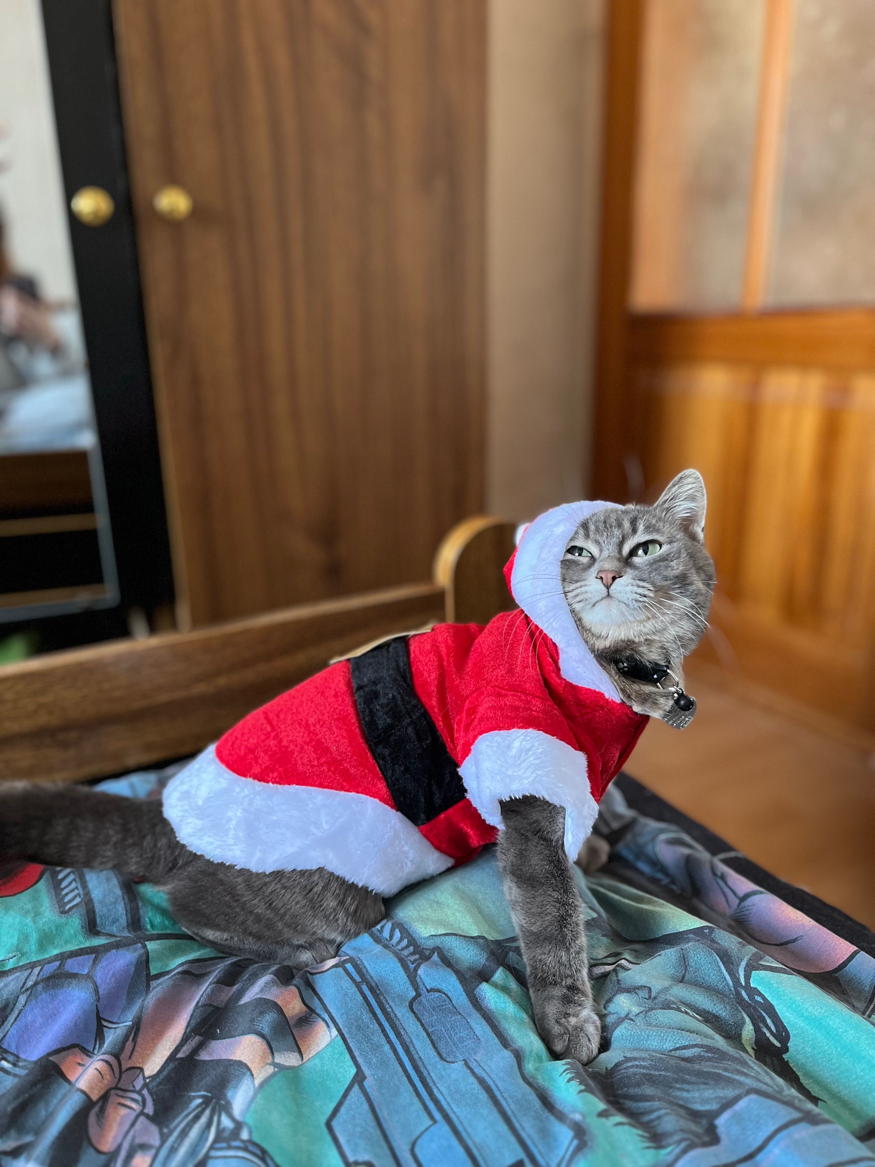 Отдам новогодний костюмчик для кошек и собак