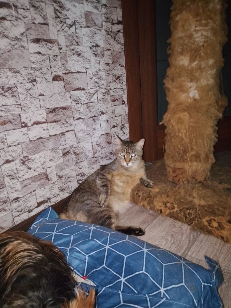 Кот в добрые руки