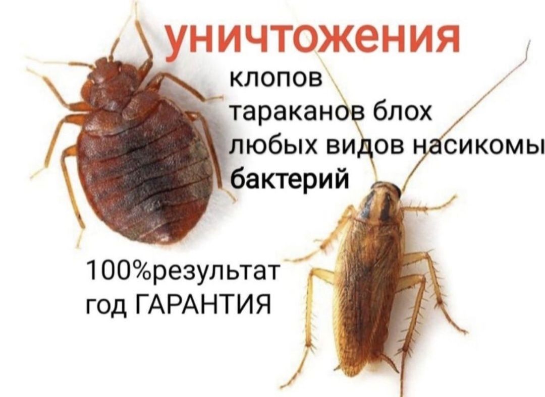СЭС!ДЕЗИНФЕЦИЯ!Уничтожение всех видов насекомых!100%эффект и гарантия