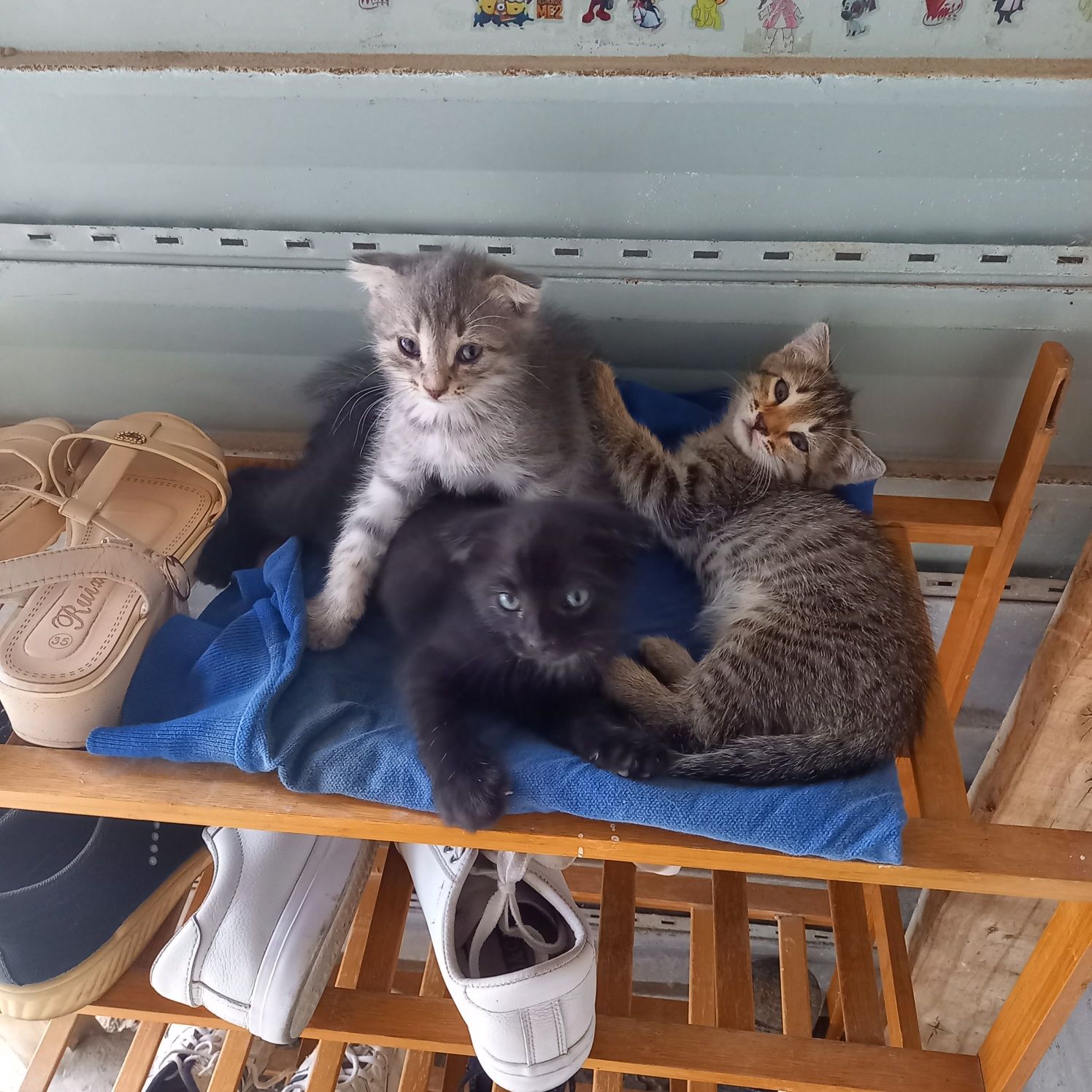 Продам котята веслоухий