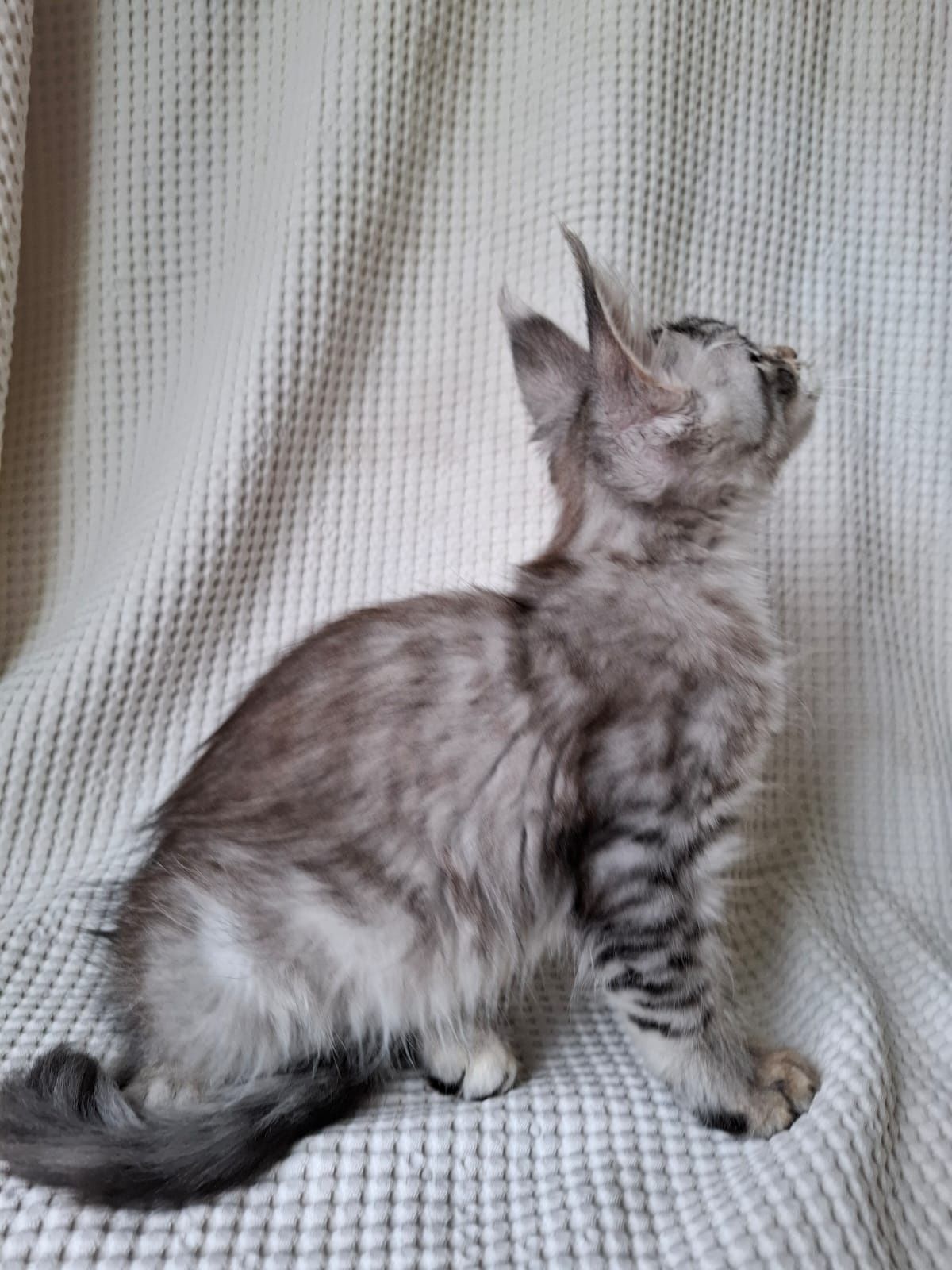 Котята породы мейн-кун