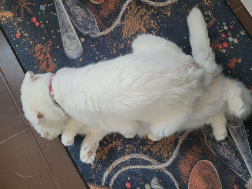 Кот вязка шотландский вислоухий с большим опытом