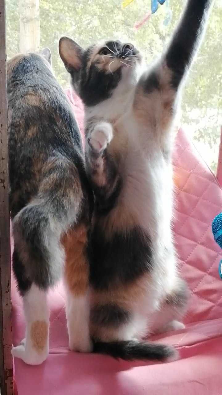 Деньги пойдут для бездомных котов.