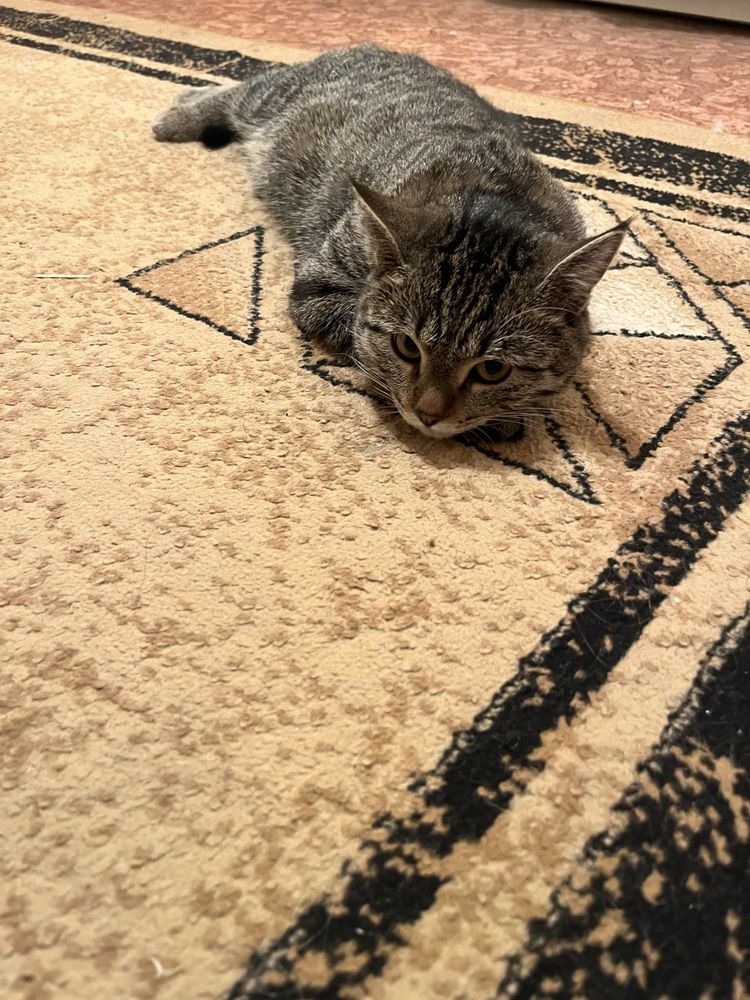 Кот в добрые руки