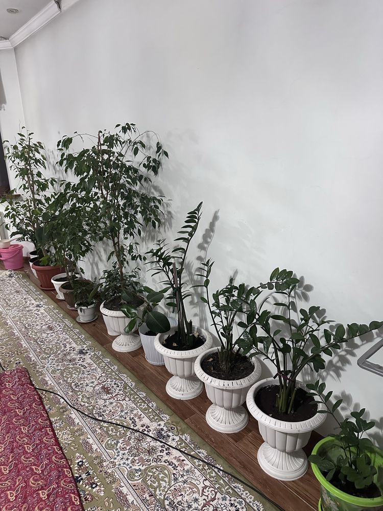 Продам Комнатные цветы