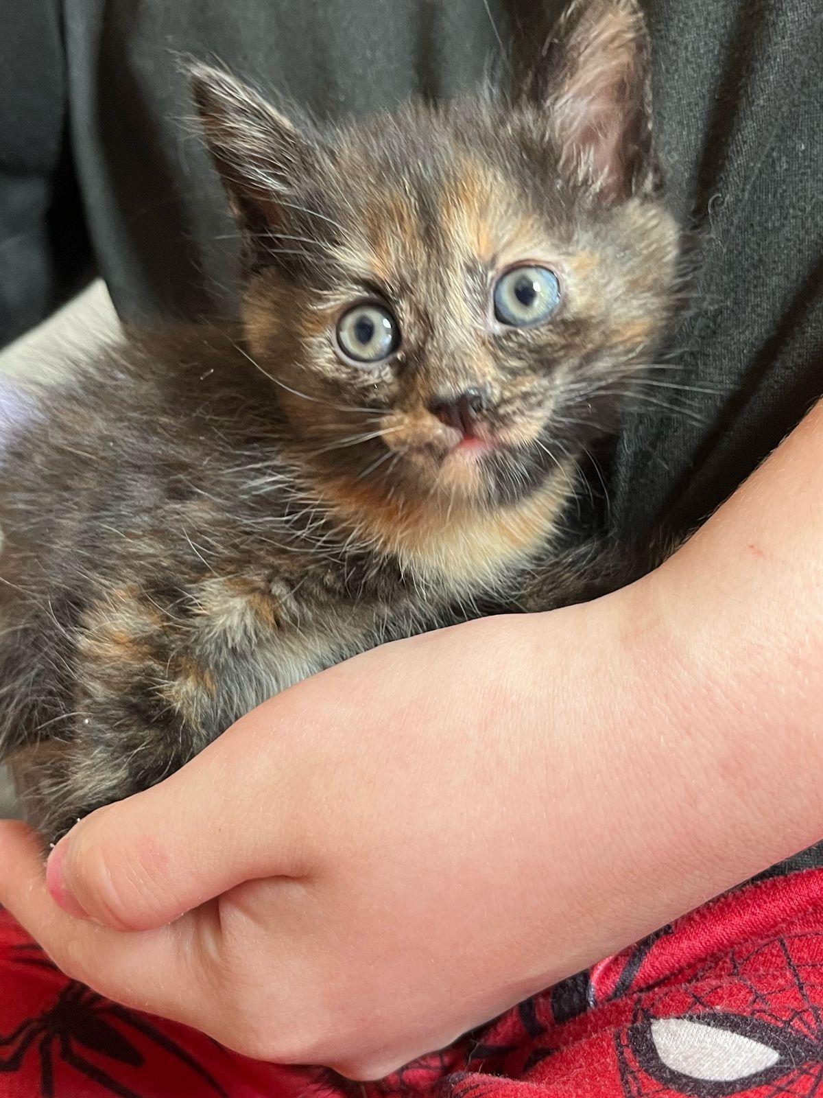 Котята кошки мысык