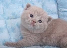 Шотландский вислоухий котята