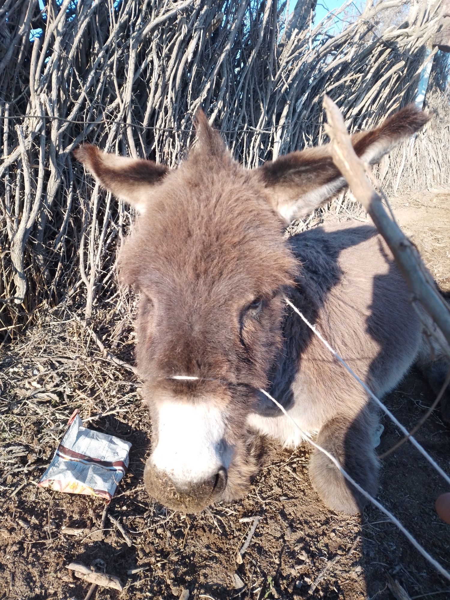 Продам осёль 1 лет