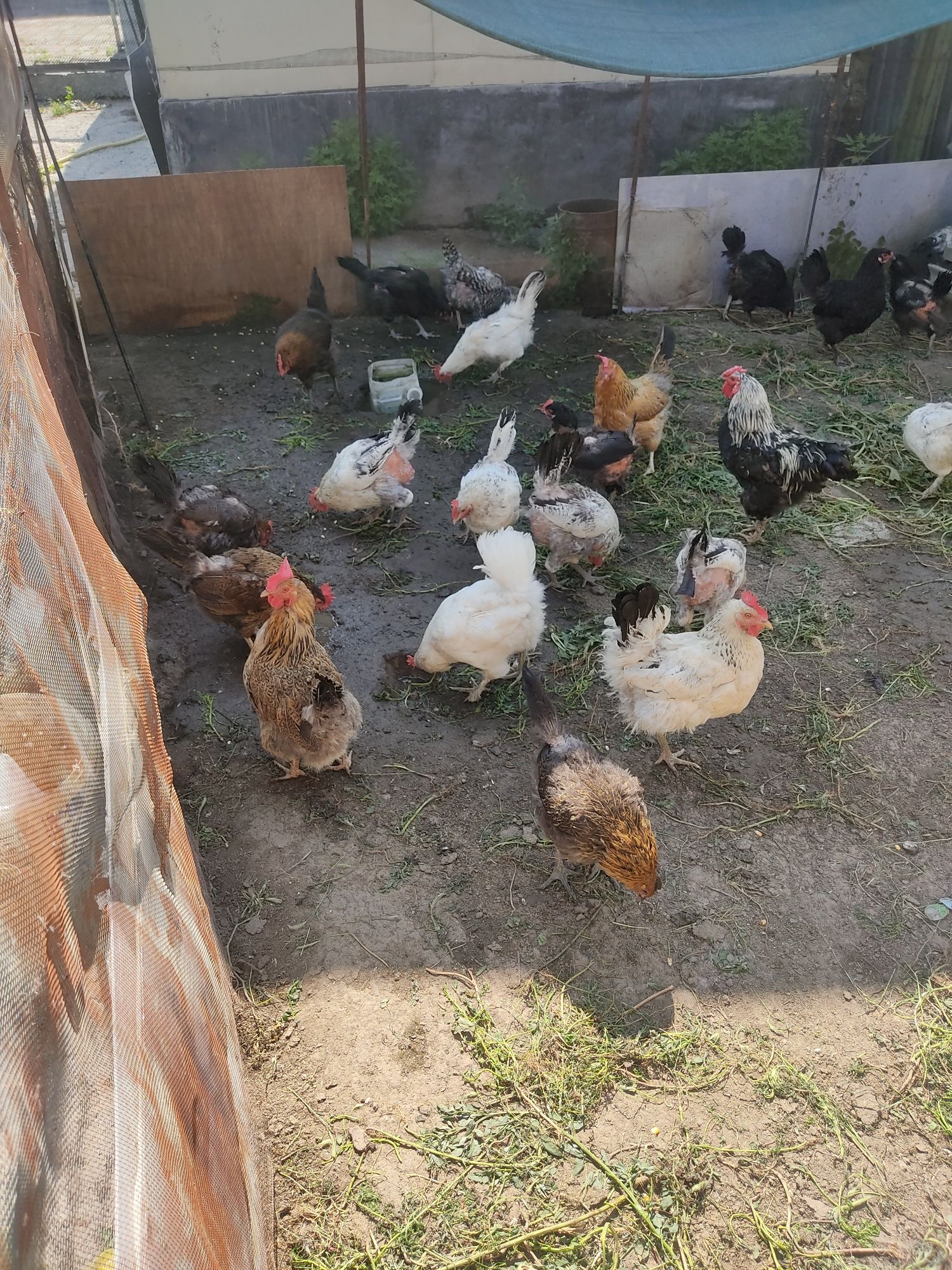 Продам курить домашний хороший