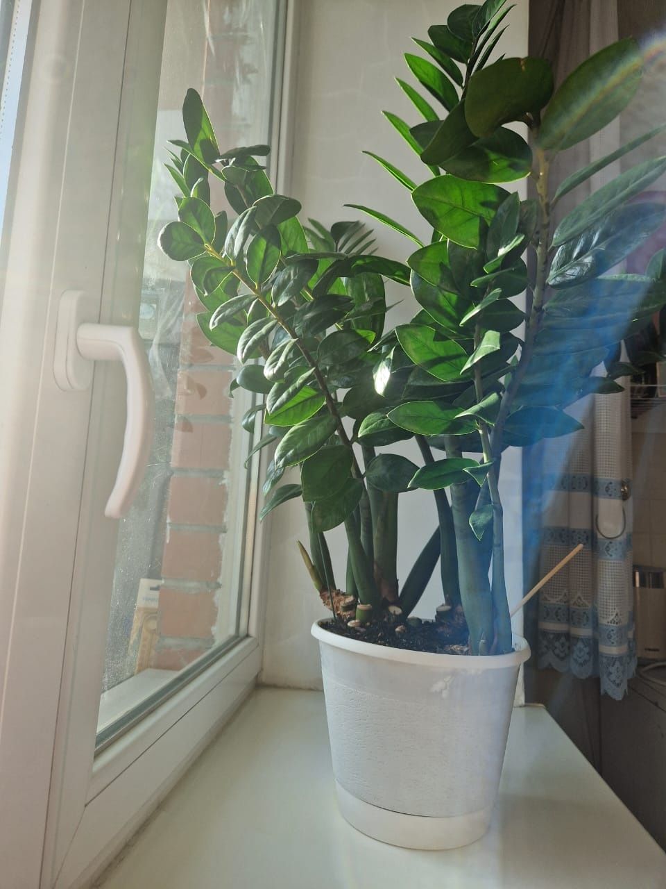 Срочно продам ЗAМИАКУЛЬКАС БОЛЬШОЙ (доллар. дерево) 2 шт, Горшок керам