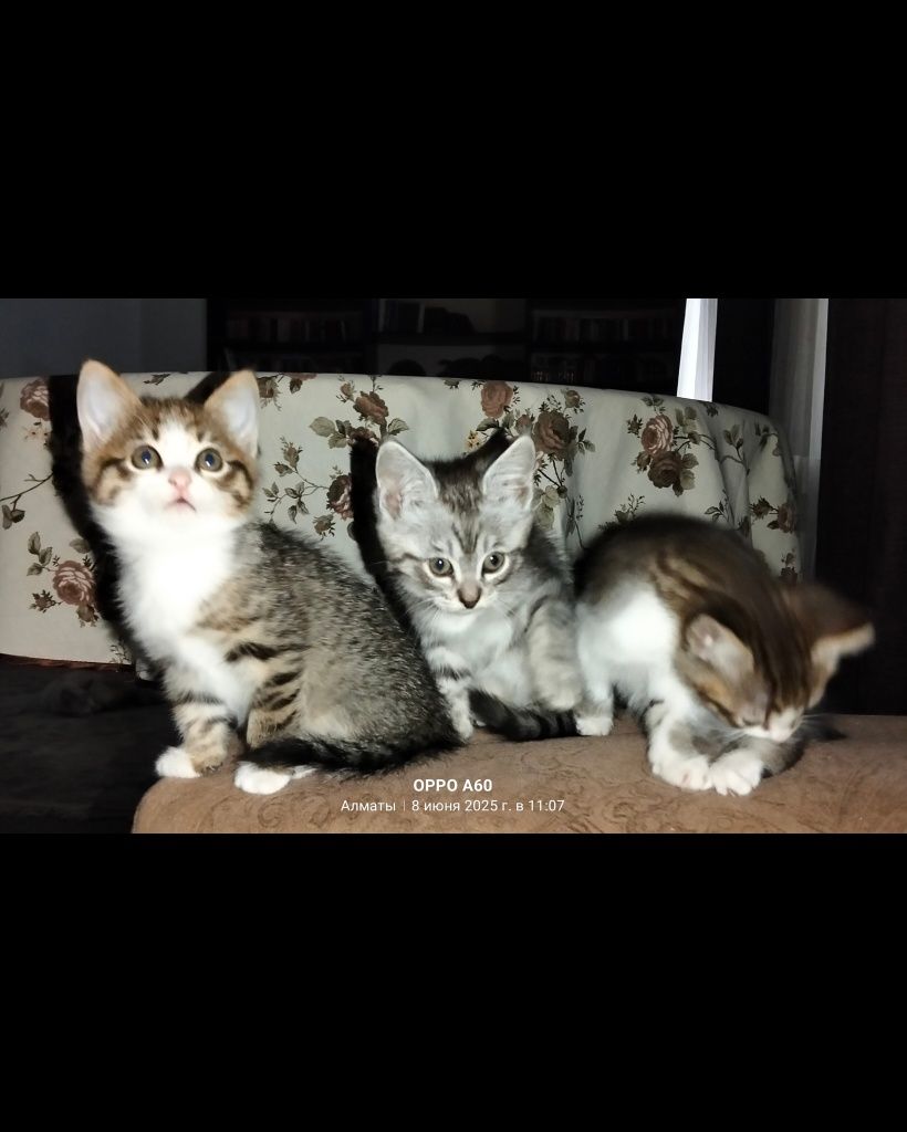 В добрые руки котята.