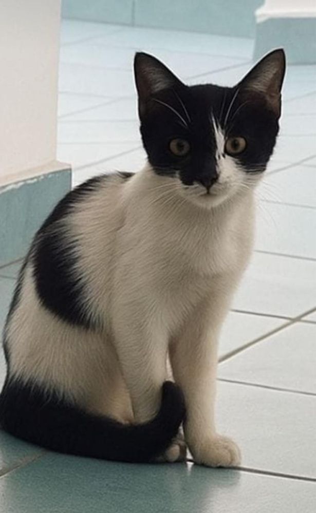 Отдам котят срочно