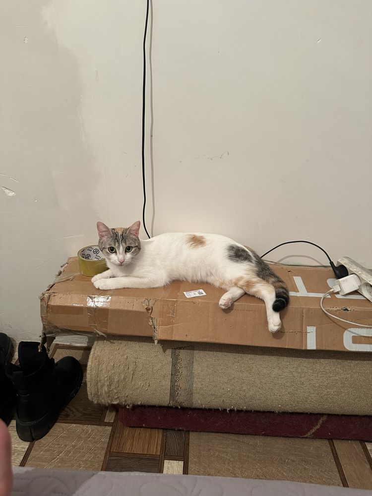 Срочно кошка ищет дом