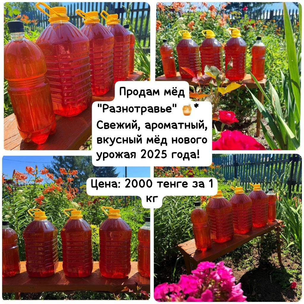 Мёд Разнотравье урожай 2025