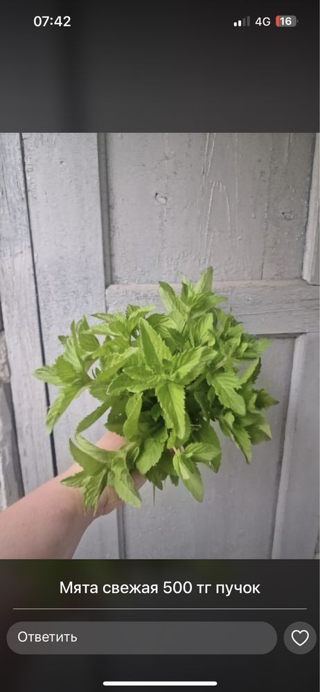 Продам мяту перечную