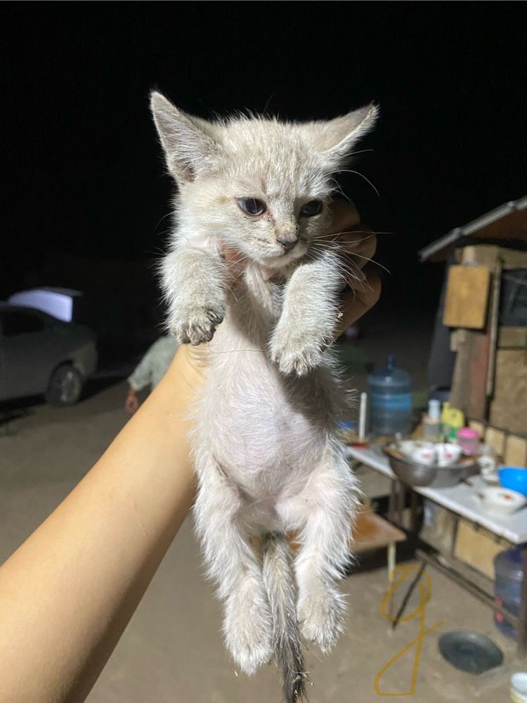 Отдам котят добрые руки бесплатно