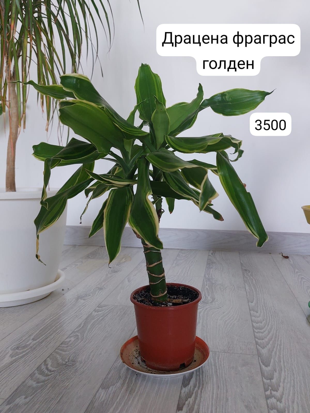 Үй гүлдері сатылады