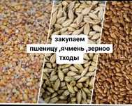 Закупаем пшеницу ,ячмень ,зерноотходы