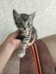 Котята  помеси  шатланка
