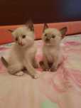 Отдам в добрые руки.  Котята девочки. 1 месяц. Кушают всё.