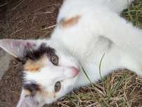 Котята ищут дом и своих любимых хозяев