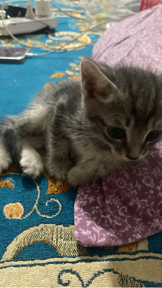 Кошка бесплатно отдам
