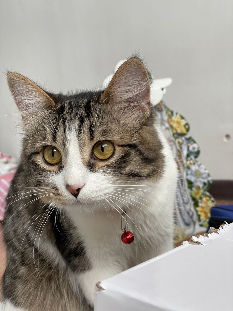 Котик мальчик  1 год