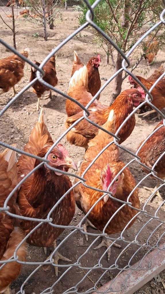 Продам курей несущей ломан браун