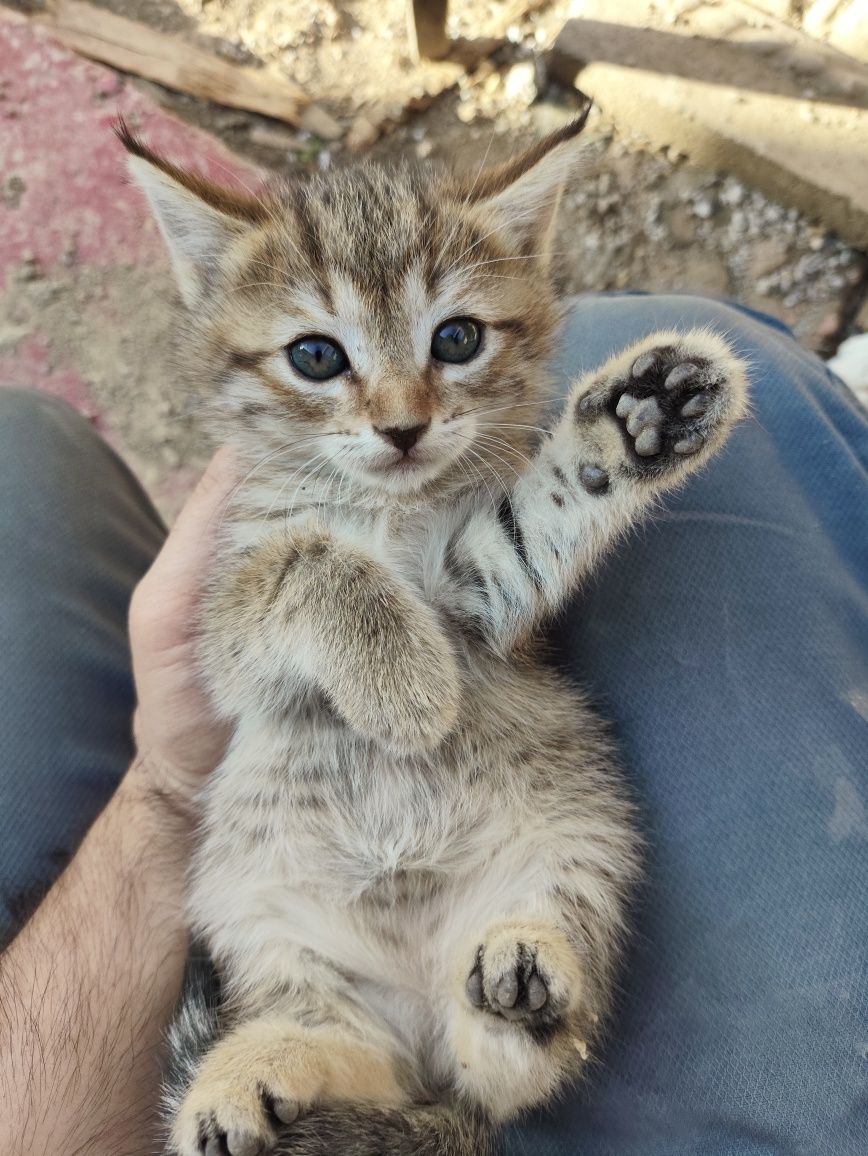 Котята в хорошие руки