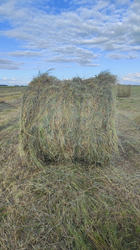 Продам сено в рулонах