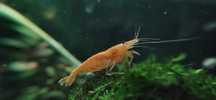 Креветка Неоновая Желтая Yellow neon Neocaridina