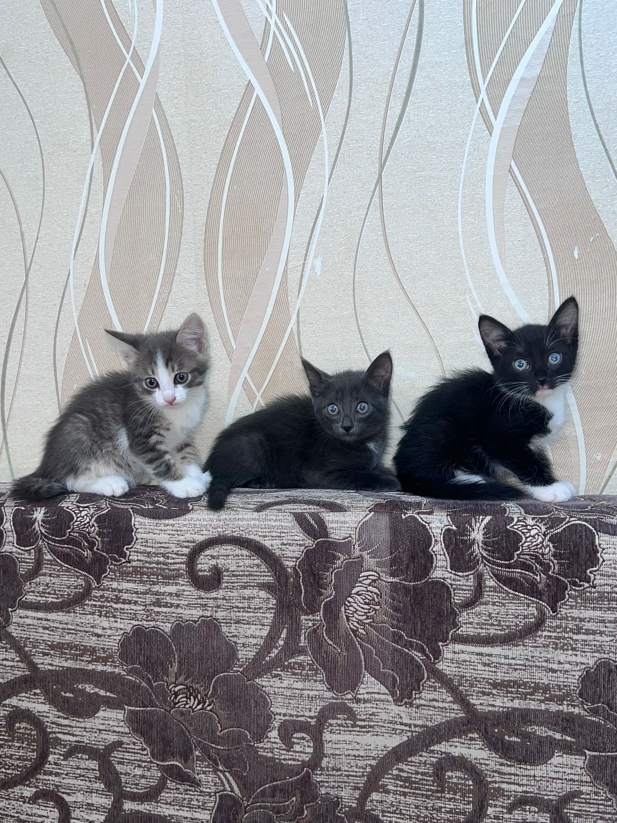 Отдам котят в добрые руки