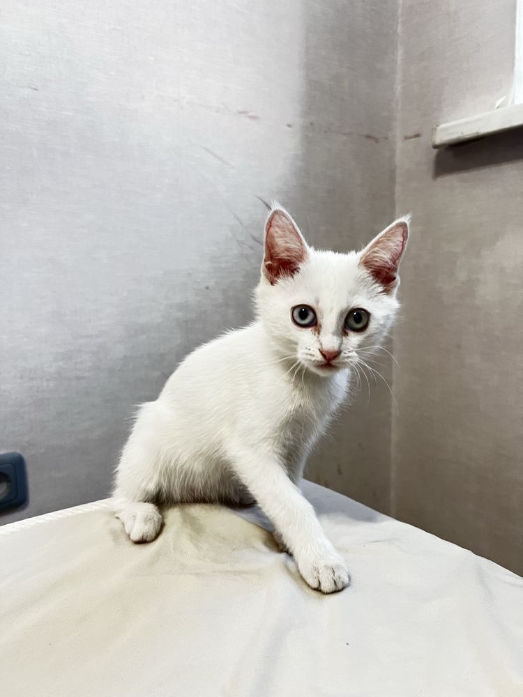 Кошка ищет дом алматы