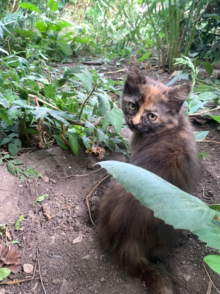 Котята мальчик и девочка отдам
