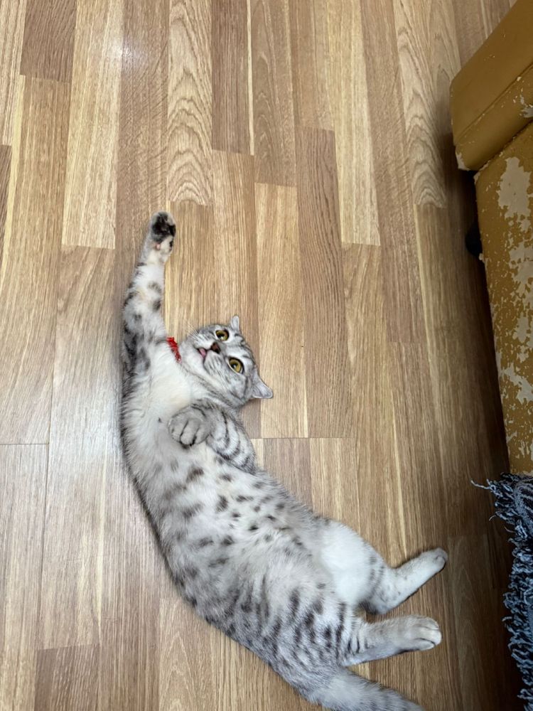 Отдам кошечку в хорошие руки