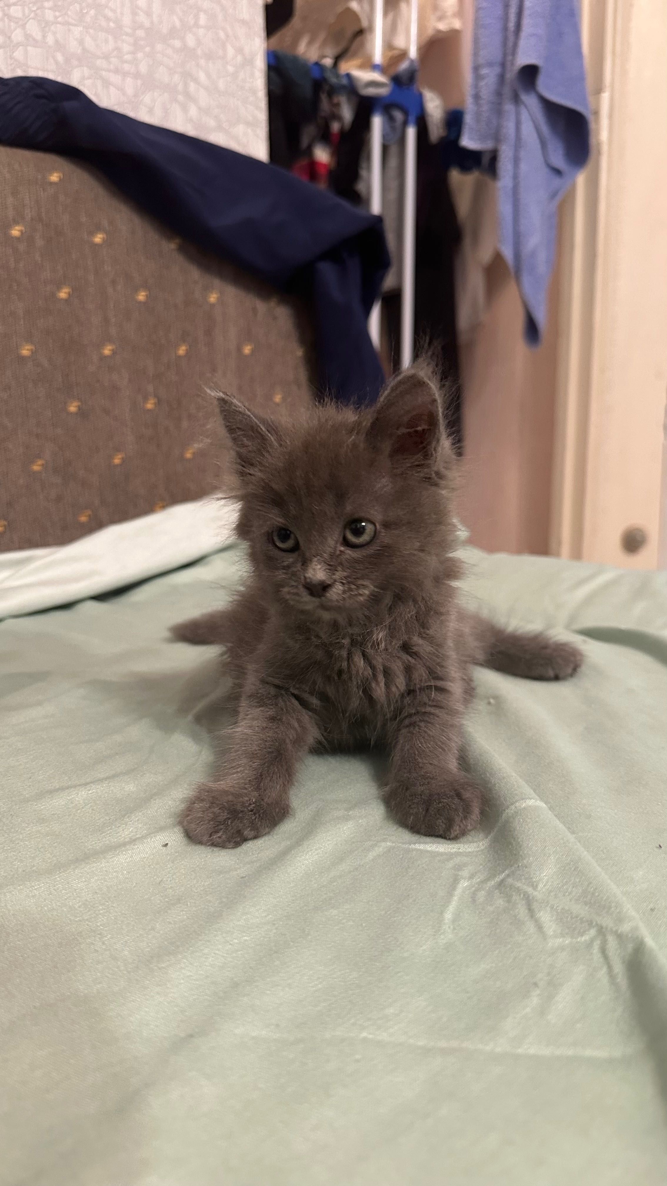 Продам котенка, игривый