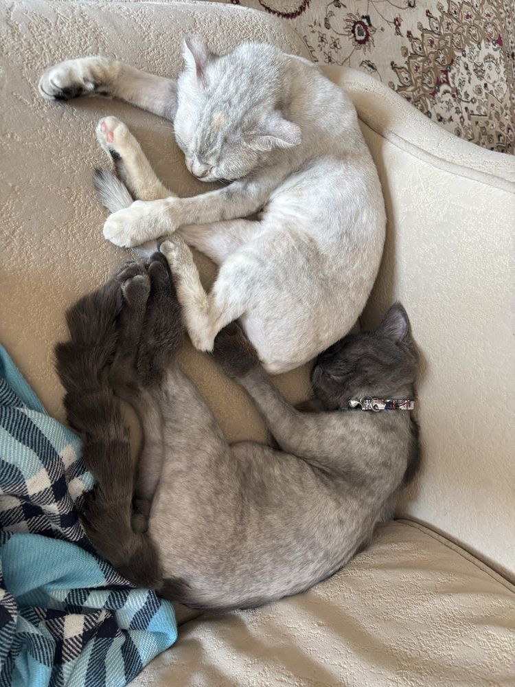 Кошка и котенок бесплатно