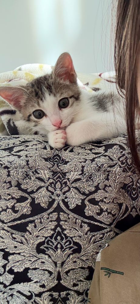 отдаю бесплатно котенка