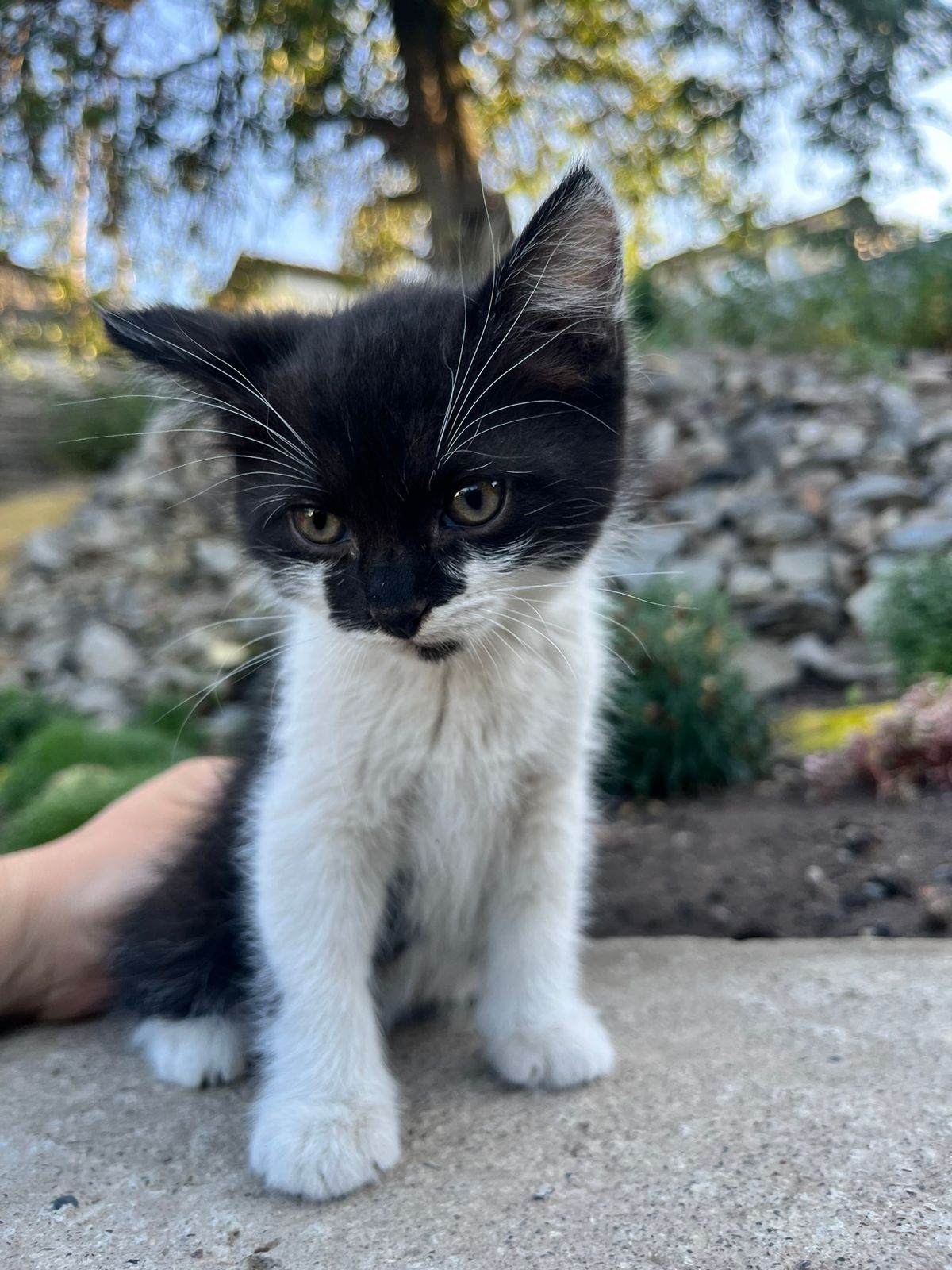 Котеначки ищут свой дом