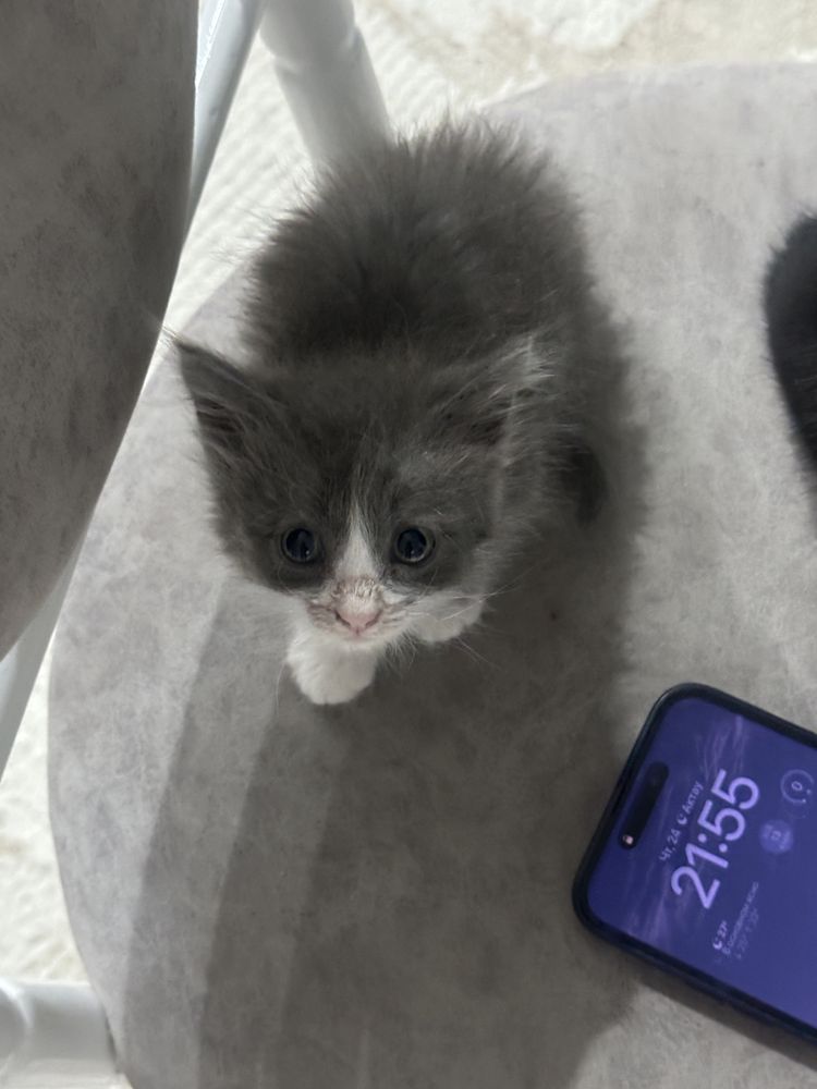 котенок в добрые руки