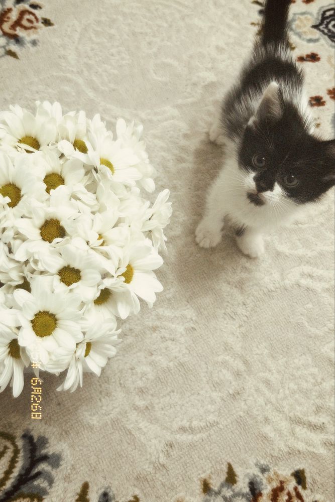 Отдам котенка в хорошие руки