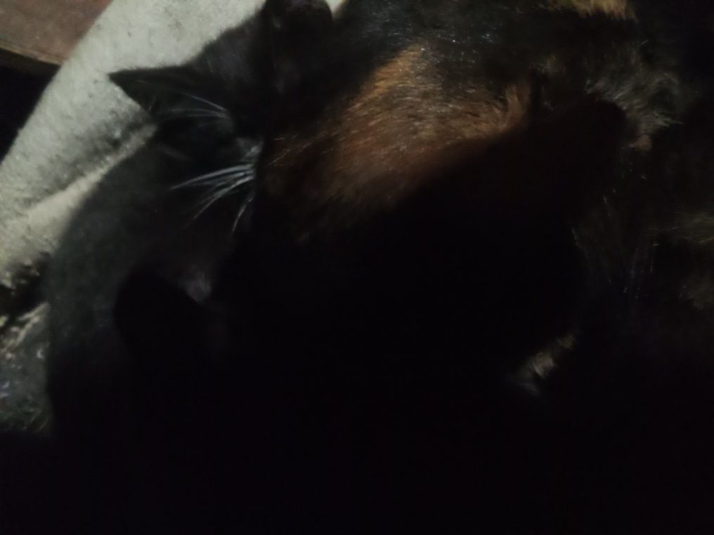 Отдам красивых котят