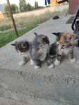 Отдадим котят в добрые руки