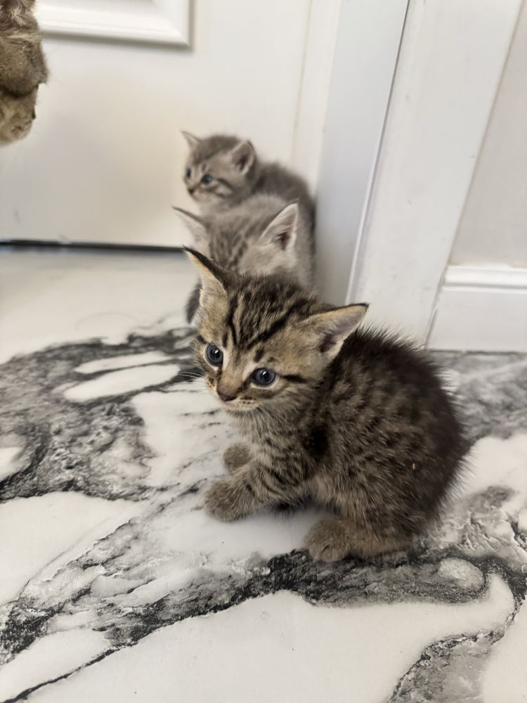 породистые котята