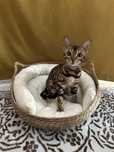 Бенгальская кошка